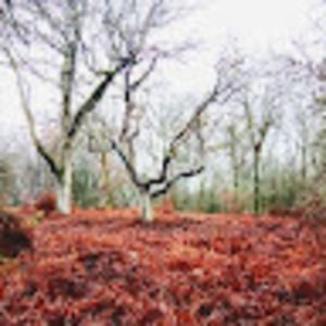 Meet your Posher, Saxone